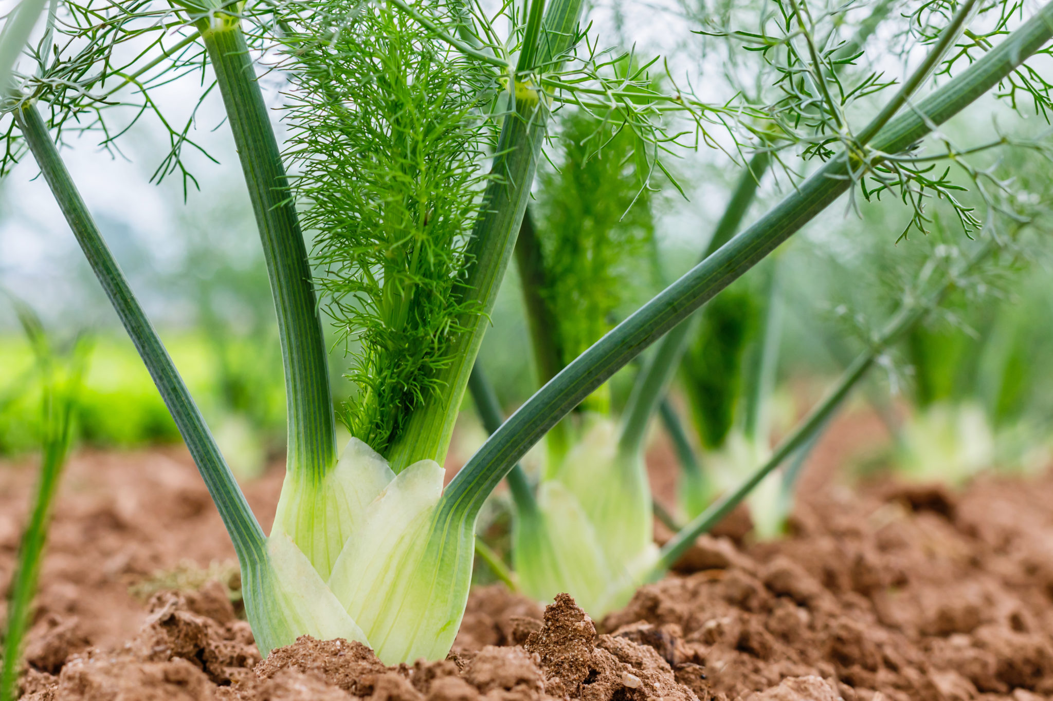 the-most-powerful-green-juice-recipe-for-liver-health